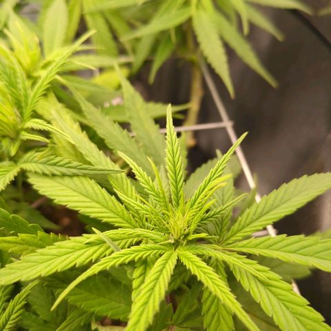 Strawberry Kush growlog timeline photo
