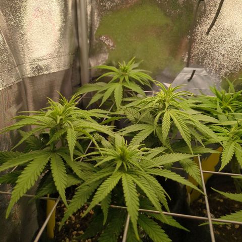 Strawberry Kush growlog timeline photo