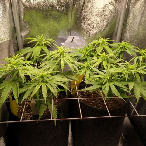 Strawberry Kush growlog timeline photo