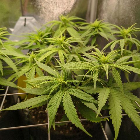 Strawberry Kush growlog timeline photo