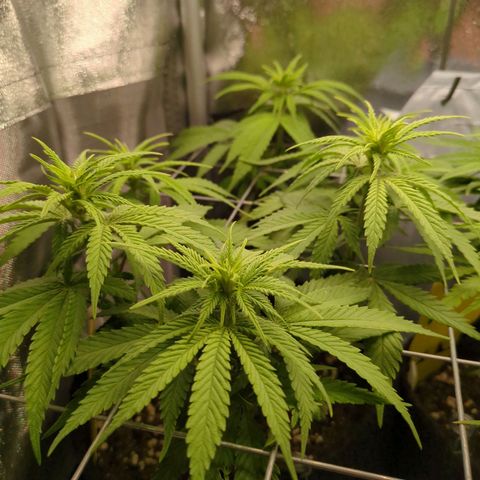 Strawberry Kush growlog timeline photo