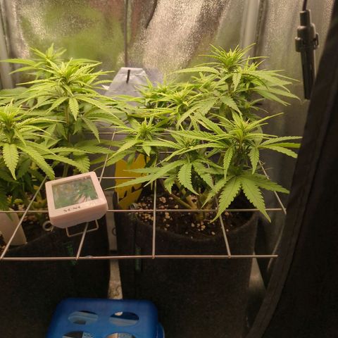 Strawberry Kush growlog timeline photo