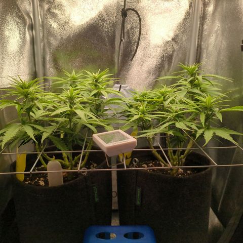 Strawberry Kush growlog timeline photo