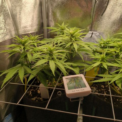 Strawberry Kush growlog timeline photo