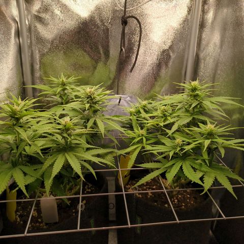 Strawberry Kush growlog timeline photo