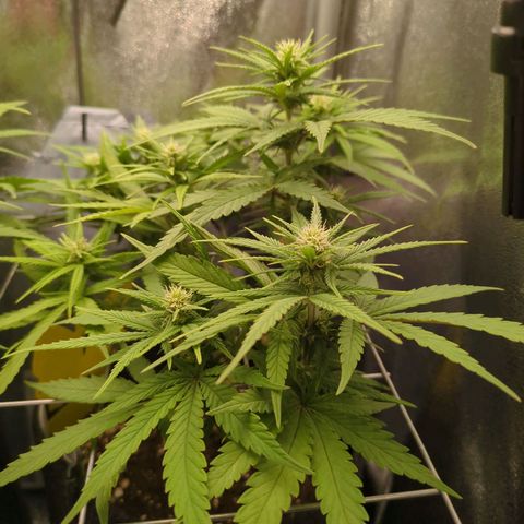 Strawberry Kush growlog timeline photo