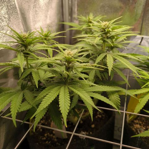 Strawberry Kush growlog timeline photo