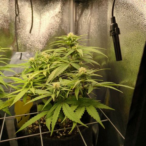 Strawberry Kush growlog timeline photo