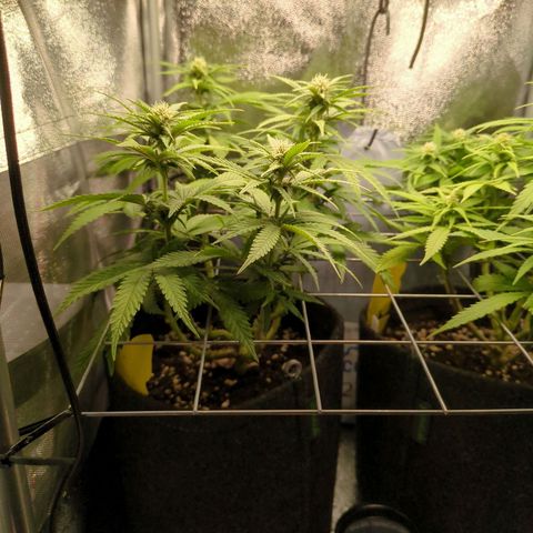 Strawberry Kush growlog timeline photo
