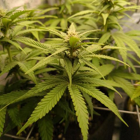 Strawberry Kush growlog timeline photo