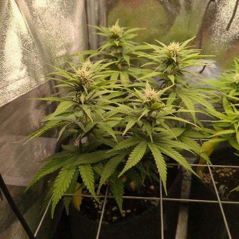 Strawberry Kush growlog timeline photo