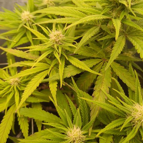 Strawberry Kush growlog timeline photo