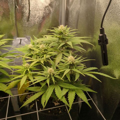 Strawberry Kush growlog timeline photo