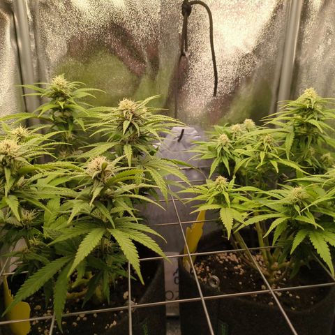 Strawberry Kush growlog timeline photo