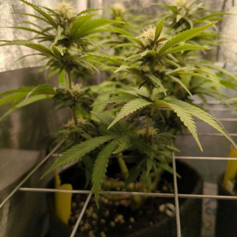 Strawberry Kush growlog timeline photo