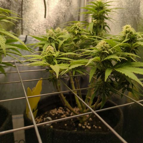 Strawberry Kush growlog timeline photo