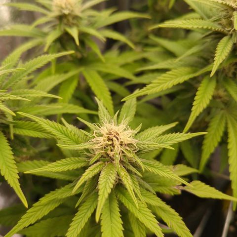 Strawberry Kush growlog timeline photo