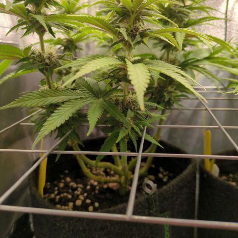 Strawberry Kush growlog timeline photo