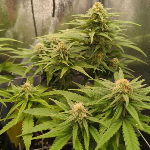 Strawberry Kush growlog timeline photo