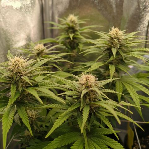 Strawberry Kush growlog timeline photo