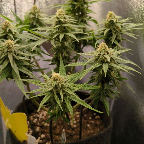 Strawberry Kush growlog timeline photo