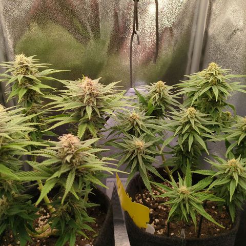Strawberry Kush growlog timeline photo