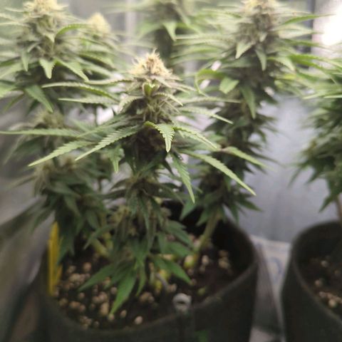Strawberry Kush growlog timeline photo