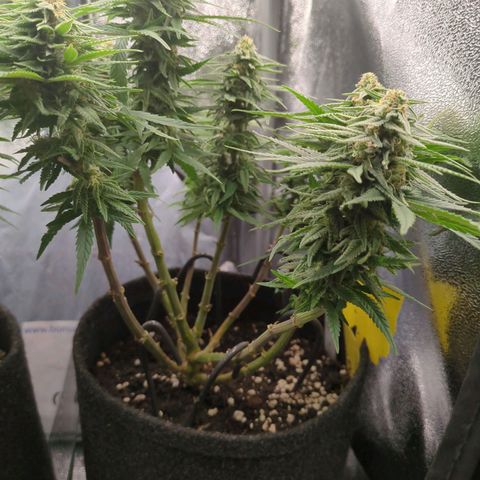 Strawberry Kush growlog timeline photo
