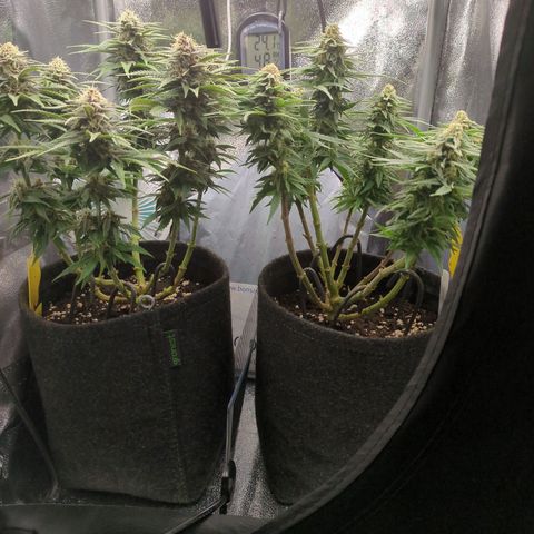 Strawberry Kush growlog timeline photo