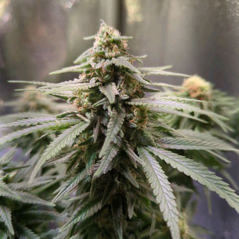 Strawberry Kush growlog timeline photo