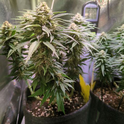 Strawberry Kush growlog timeline photo