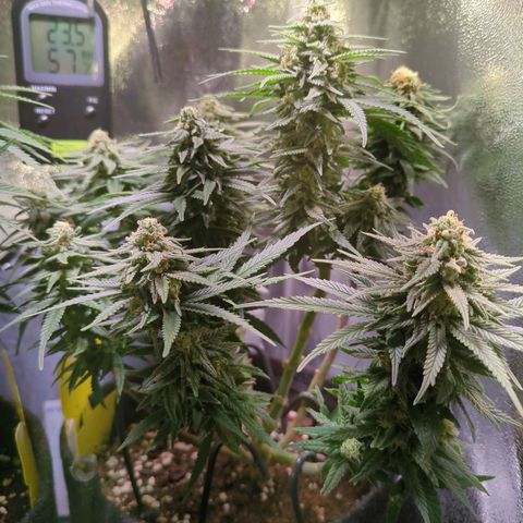 Strawberry Kush growlog timeline photo