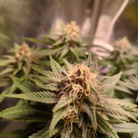 Strawberry Kush growlog timeline photo