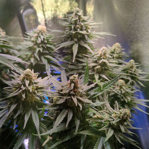 Strawberry Kush growlog timeline photo