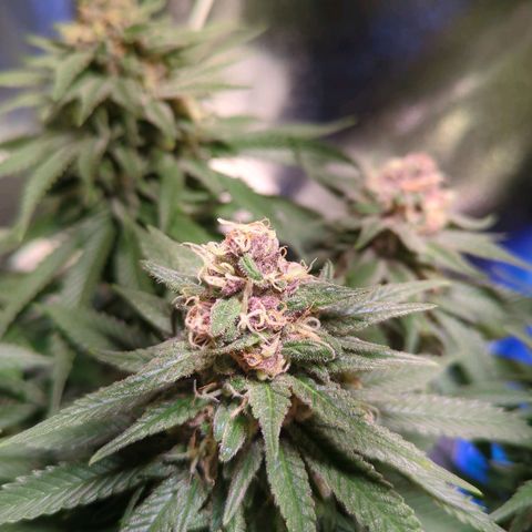 Strawberry Kush growlog timeline photo