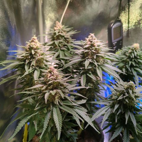 Strawberry Kush growlog timeline photo