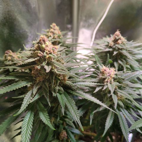 Strawberry Kush growlog timeline photo