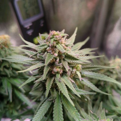 Strawberry Kush growlog timeline photo