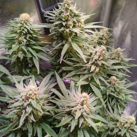 Strawberry Kush growlog timeline photo