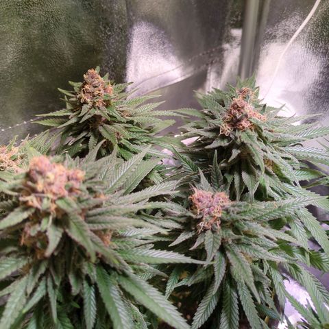 Strawberry Kush growlog timeline photo