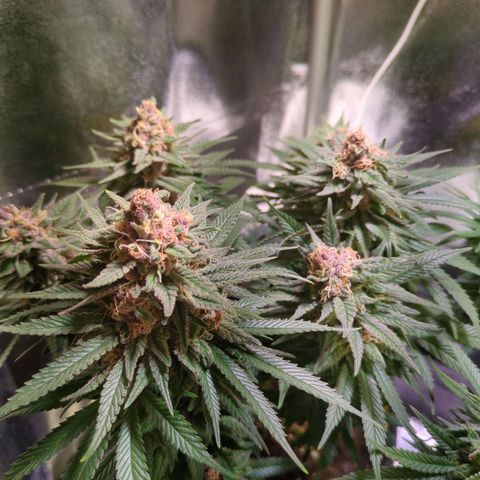 Strawberry Kush growlog timeline photo