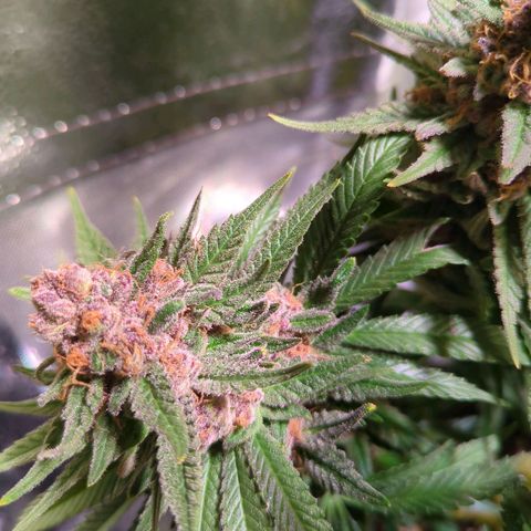 Strawberry Kush growlog timeline photo
