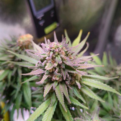 Strawberry Kush growlog timeline photo