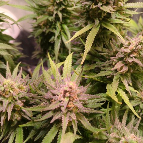Strawberry Kush growlog timeline photo