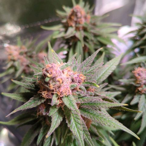 Strawberry Kush growlog timeline photo