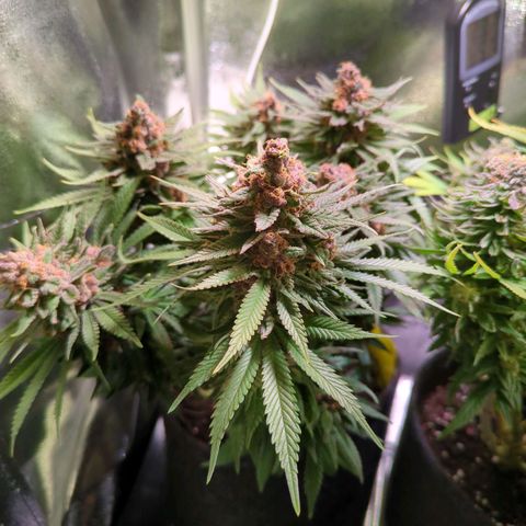 Strawberry Kush growlog timeline photo