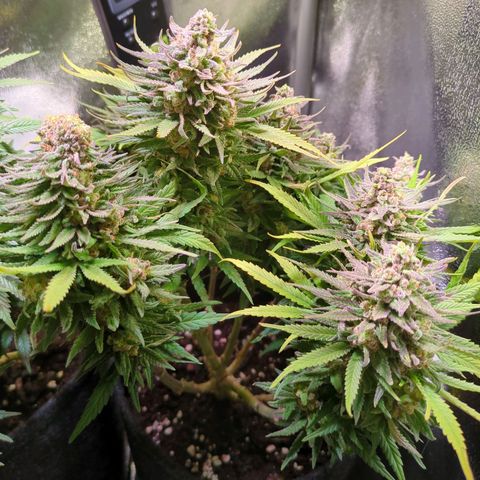 Strawberry Kush growlog timeline photo