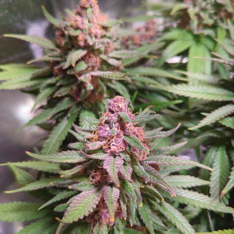 Strawberry Kush growlog timeline photo