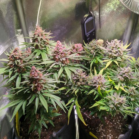 Strawberry Kush growlog timeline photo