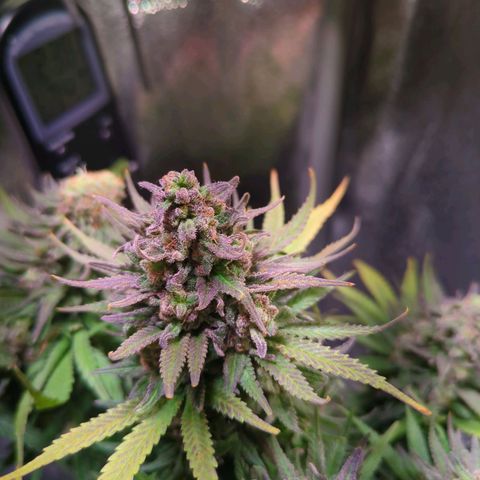 Strawberry Kush growlog timeline photo